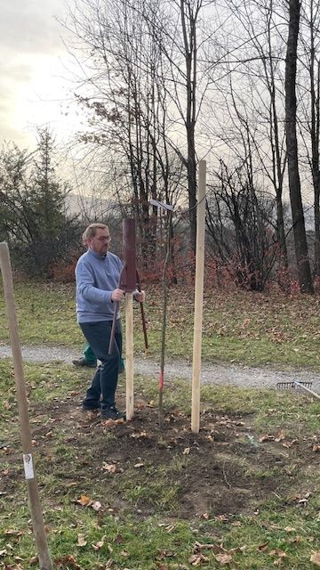 Auch Murnaus Bürgermeister Rolf Beuting hilft tatkräftig beim Baumpflanzen mit. Foto Bärbel Daiber Auch Murnaus Bürgermeister Rolf Beuting hilft tatkräftig beim Baumpflanzen mit. Foto Bärbel Daiber