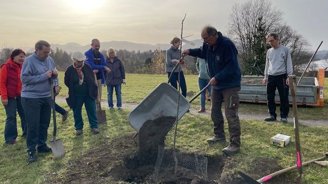Ein Darhtkorb schützt den jungen Wurzelballen vor Wühlmäusen. Foto Bärbel Daiber