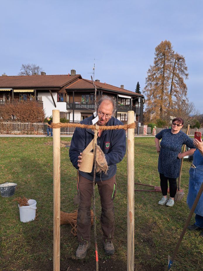 Nachdem das junge Stämmchen zwischen den Pfostenbefestigt wurde, wird es zum Schutz vor Frost und Mäusen umwickelt. Foto Ingrid Geiersberger Zum Schutz vor Frost und Mäusen wird das Stämmchen umwickelt. Foto Ingrid Geiersberger