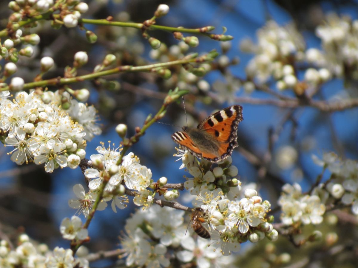 Schmetterling auf blühendem Obstbaumzweig