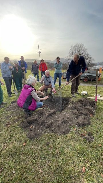 Uwe Benn, Vors. des Obst- und Gartenbauvereins Murnau, erläutert beim Pflanzen des ersten Apfelbaumes die einzelnen Schritte. Foto Bärbel Daiber Streuobstwiese Murnau. Foto Bärbel Daiber