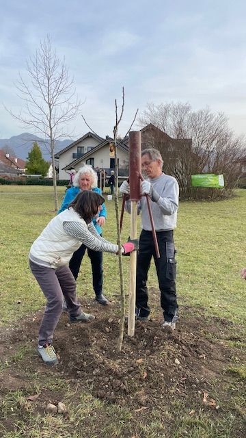 Um die neu gepflanzten Bäumchen zu schützen, werden sie mit zwei Pflöcken gesichert.